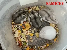 Křečík džungarský