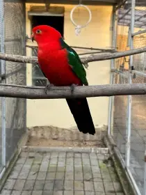 Prodám papouška královského - chovný pár