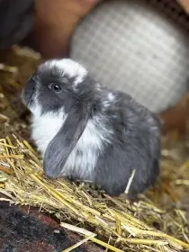 Francouzský beran modrý Strakáč