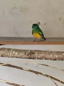 Prodám lonskeho samce