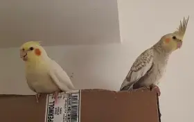 Prodáme ručně dokrmená mláďata korely chocholeté z bytu