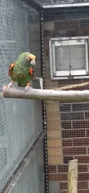 Papoušek konžský gul. gul.