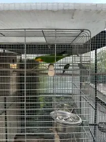 Papoušek nádherný