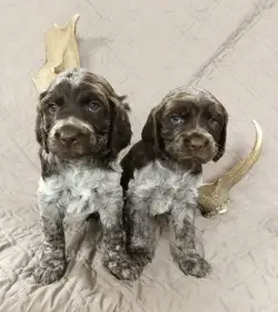 Štěňátka německého křepelaka