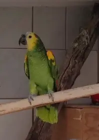 Amazonan modročely 1/0