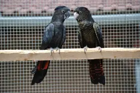 Chovný pár Kakadu Havraní Samueli