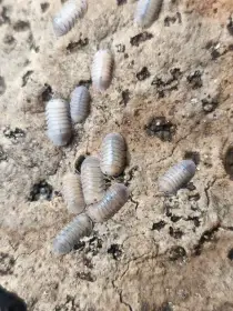 Isopody·stínky·chvostosko ci - posílám / Fauna trhy Ostrava 26.4.