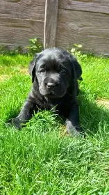 Labradorský retrívr