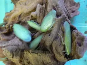 Šváb zelený - Panchlora nivea