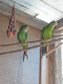 Papoušek nádherný