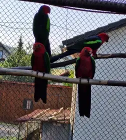 Papoušek karminový