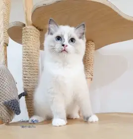 Kotě-kocourek ve zbarvení blue mitted