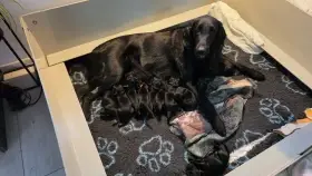 Flat Coated Retriever - štěňátka