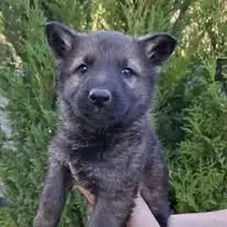 Německý ovčák štěňata s PP ihned k odběru