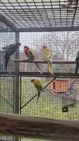 Rosela pestra prodam