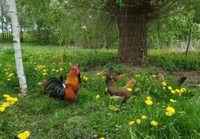 Násadová vejce česká slepice zlatá kropenatá