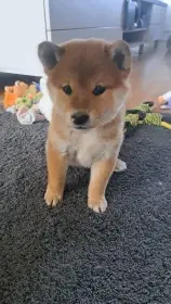 Štěně Shiba s PP FCI