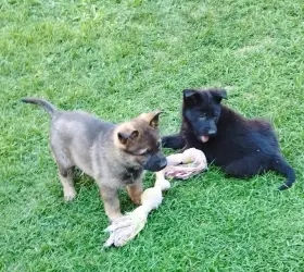 Štěňata německého ovčáka fenky s PP