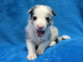 Border kolie Štěňátka s vyšetřením s PP