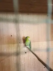 Papoušíček šedokřídlí