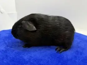 Morče hladke sameček solid aguti černá/červená