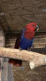 Prodám Eklektus 1.1