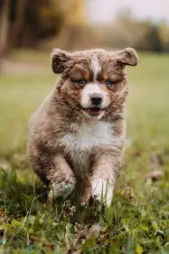 Chlapeček australského ovčáka