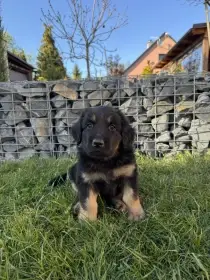Kliďas Arlo