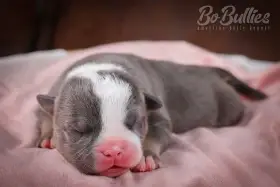 American bully pocket s PP, pejskové
