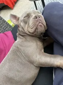 American Bully Micro