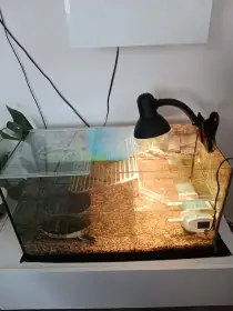 Prodám akvárko s vodní želvou plus lampa a filtr