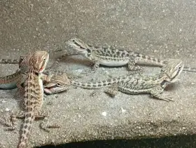 Agama