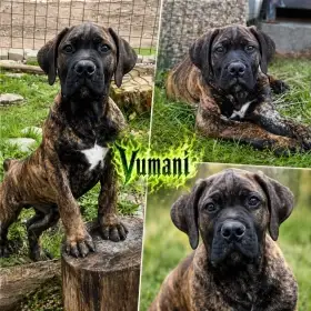 Boerboel štěně na prodej (FCI PP)