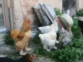 Brahmanky 1x kohout 2xslepice
