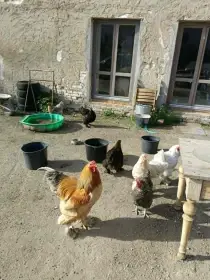 Prodám 4 ks slepic