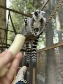 Sprzedam parę Lemura Katta