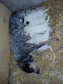 Matka se štěňátky
