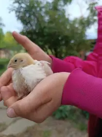 Týdenní kuřátka anglické bílé křepelky
