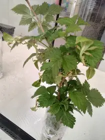 Lupenitka filipínská
