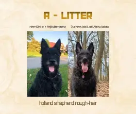 Štěňata hrubosrstého holandského ovčáka