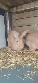 Nabízím burgundské králíky