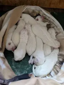  Očekáváme výjimečná štěňátka Bílého švýcarského ovčáka 