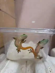 Felsuma Madagaskarská