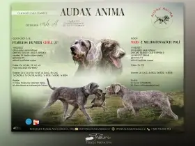 CHS Audax Anima očekává na konci května štěňátka slovenského hrubosrstého ohaře