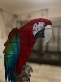 Prodám samičku Ara zelenokřídlý