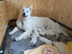Dlouhosrstá štěňátka Bílého švýcarského ovčáka  oficiální chov FCI