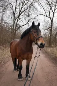 Českomoravský belgik – valach, 6 let