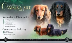 Jezevčík dlouhosrstý trpasličí s PP - CHS Camnika Art