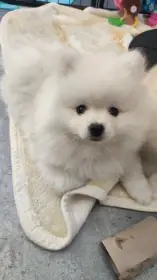 Pomeranian spitz s PP