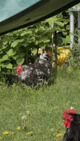 Kohout kočinka zakrslá